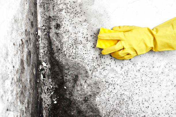 Best Certified Mold Removal  in New Cumberland, WV
