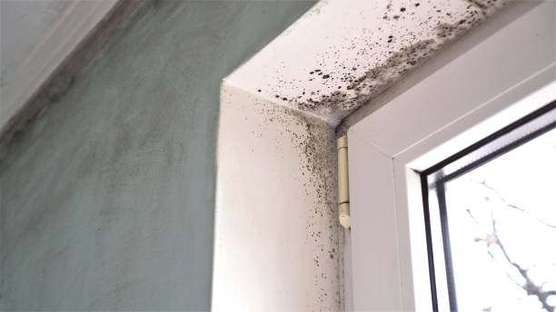 Crawl Space Mold Removal in New Cumberland, WV
