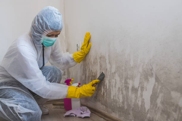 Mold Removal and Inspection in New Cumberland, WV