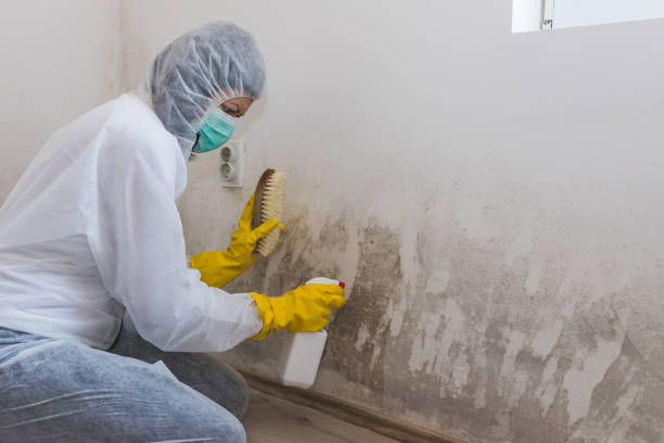 Best Mold Cleaning Services  in New Cumberland, WV
