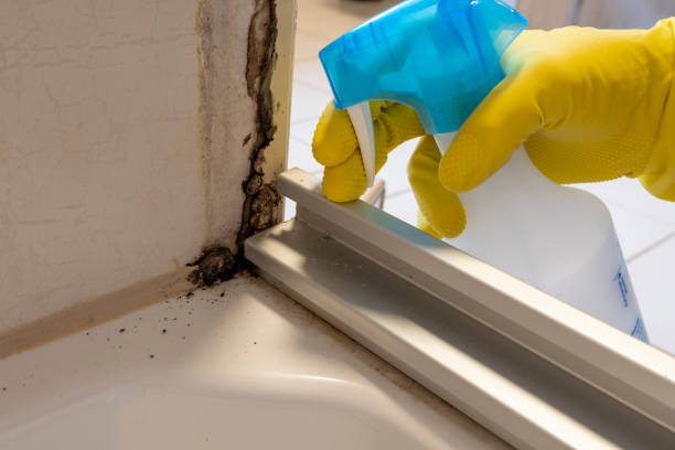 Best Mold Testing  in New Cumberland, WV