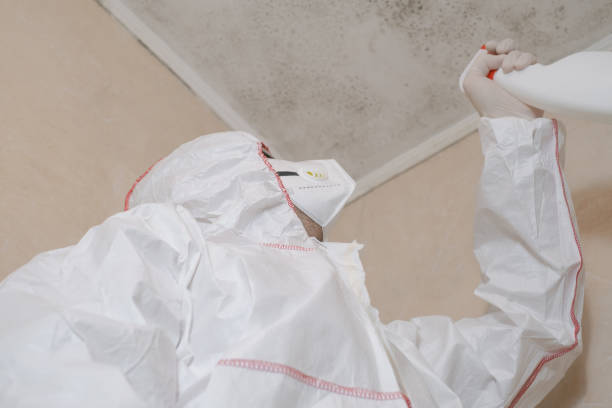 Best Water Damage Restoration  in New Cumberland, WV