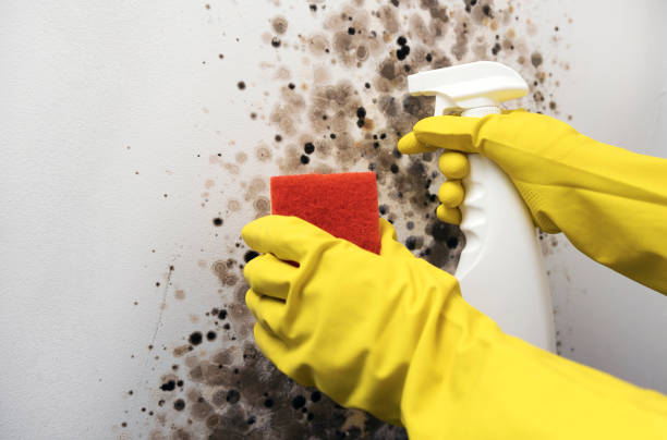 Reliable New Cumberland, WV Mold Removal Solutions