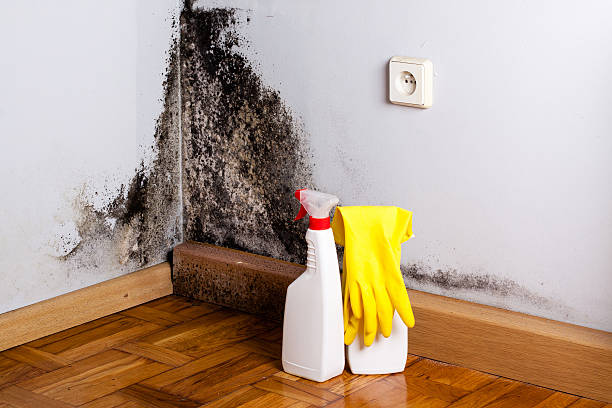 Best Mold Remediation Services  in New Cumberland, WV