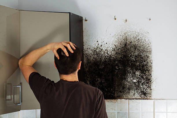 Best Attic Mold Removal  in New Cumberland, WV