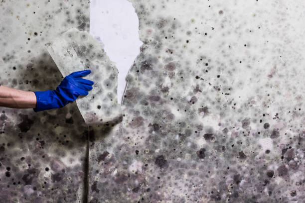 Best Affordable Mold Removal  in New Cumberland, WV